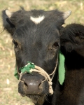Afghan cow